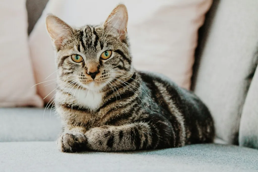 Gasto en gatos crece en México con mayor consumo de alimentos, salud y accesorios para mascotas