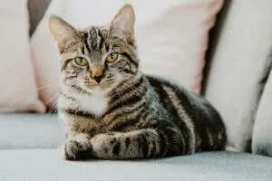 Gasto en gatos crece en México con mayor consumo de alimentos, salud y accesorios para mascotas