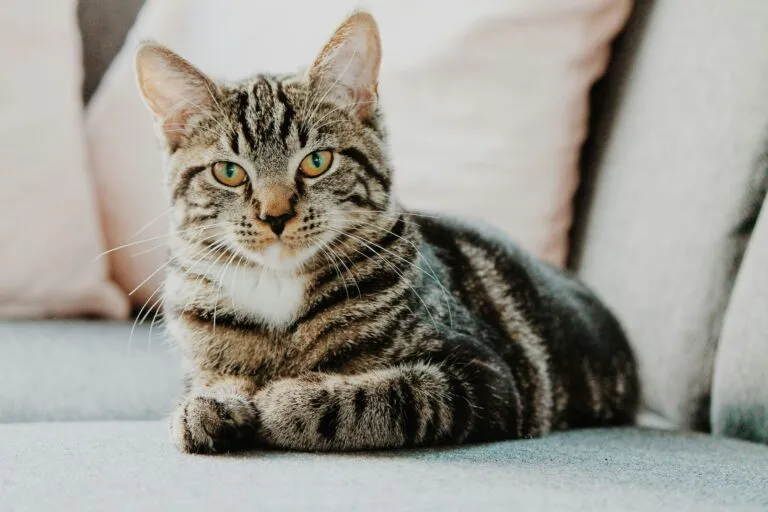 Gasto en gatos crece en México con mayor consumo de alimentos, salud y accesorios para mascotas