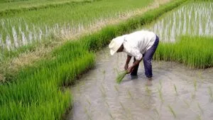 Arroz en México impulsa nuevas variedades para fortalecer la producción nacional y mejorar la competitividad agrícola.Arroz en México impulsa nuevas variedades para fortalecer la producción nacional y mejorar la competitividad agrícola.