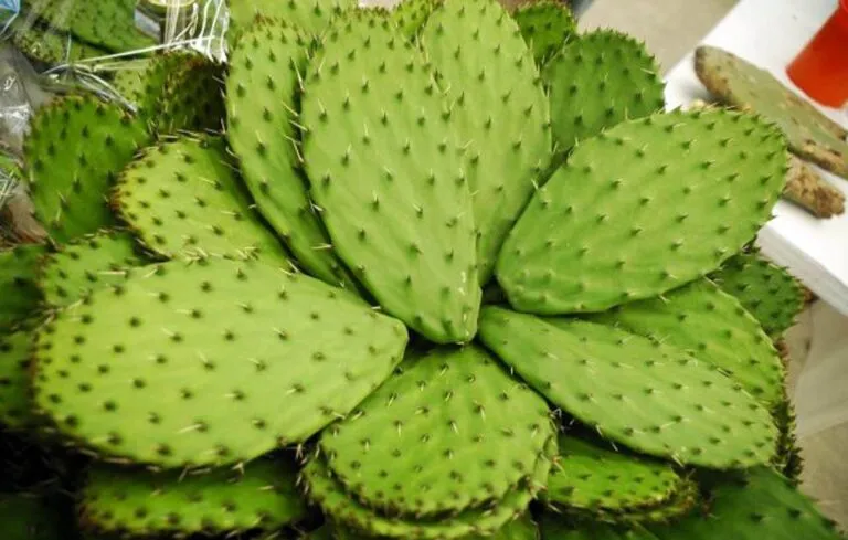 Nopal mexicano y productos derivados muestran nuevas oportunidades dentro del mercado alimentario.
