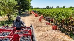 Productores de uva en Aguascalientes fortalecen sus ventas y buscan nuevos mercados mediante tecnología de refrigeración.