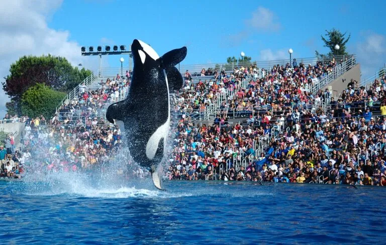 SeaWorld transformó su modelo de entretenimiento después de décadas de espectáculos protagonizados por orcas.