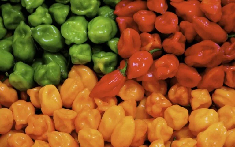 El chile habanero pasó de las cocinas del sureste mexicano a salsas, botanas y productos procesados.