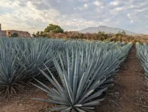 Ruta del Pulque acerca a visitantes de Xalapa al maguey, productores locales y tradición rural veracruzana