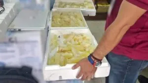 Acitrón cristalizado exhibido en un mercado tradicional, producto asegurado por autoridades ambientales en Pachuca, Hidalgo.